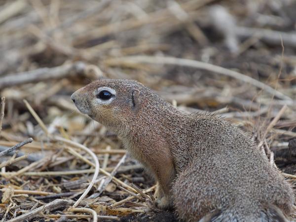 <h3><a href="/trips/tanzania/biota/animalia/chordata/mammalia/rodentia/sciuridae/xerus rutilus/xerus rutilus-nl.html">Xerus&nbsp;rutilus</a> / Unstriped&nbsp;ground&nbsp;squirrel / Ongestreepte&nbsp;grondeekhoorn</h3>OM-1 Mark II met OLYMPUS M.150-400mm F4.5 TC, 1/2000 sec  bij F5.6, ISO 5000, afstand 6.79&nbsp;m